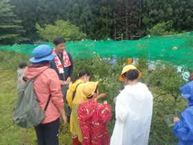 ブルーベリー栽培